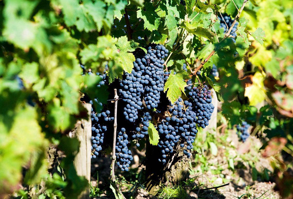 波尔多红葡萄酒科普来了!