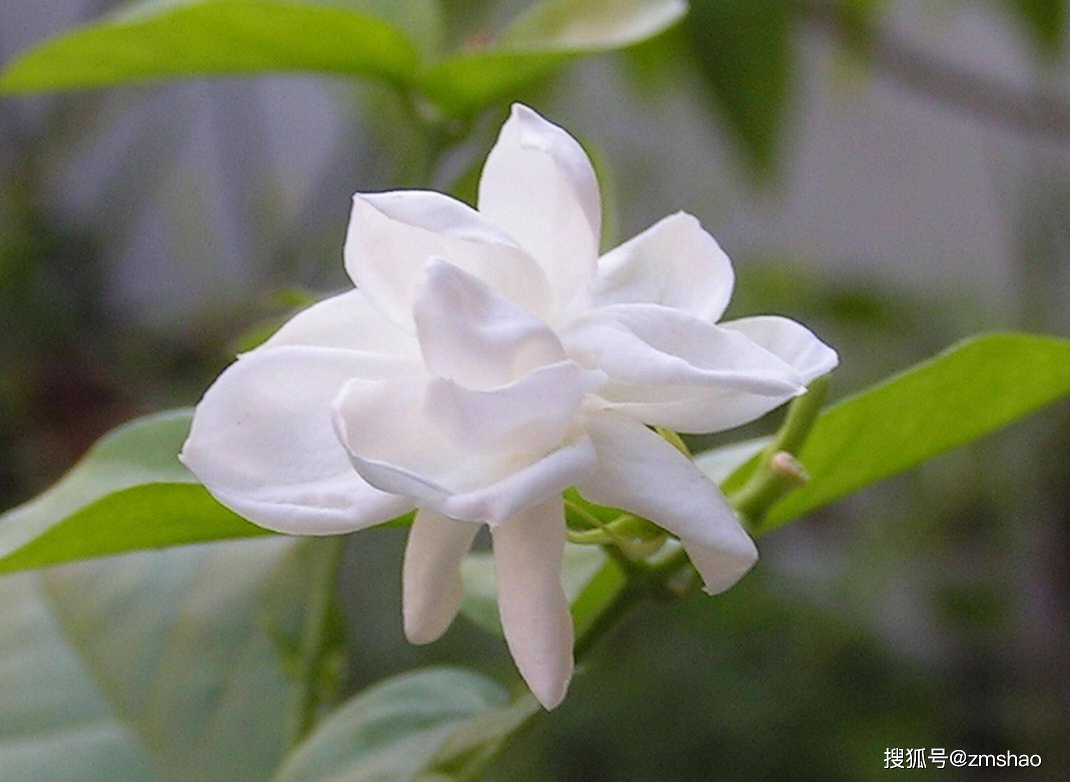 长期喝茉莉花茶好吗(长期喝茉莉花茶好不好)