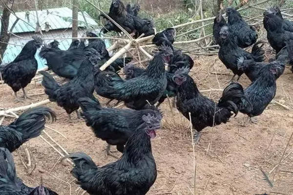 特产早知道——东兰乌鸡