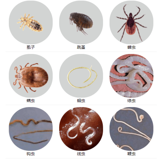 猫咪驱虫多久一次 原来大多数人都做错了 寄生虫