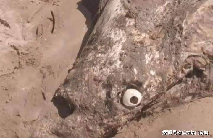 原创男子海边发现不明深海生物看清后让人眼前一亮