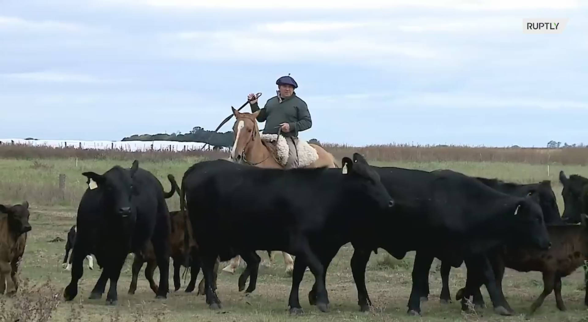 阿根廷养牛场场主罢工反对政府禁止肉类出口的禁令