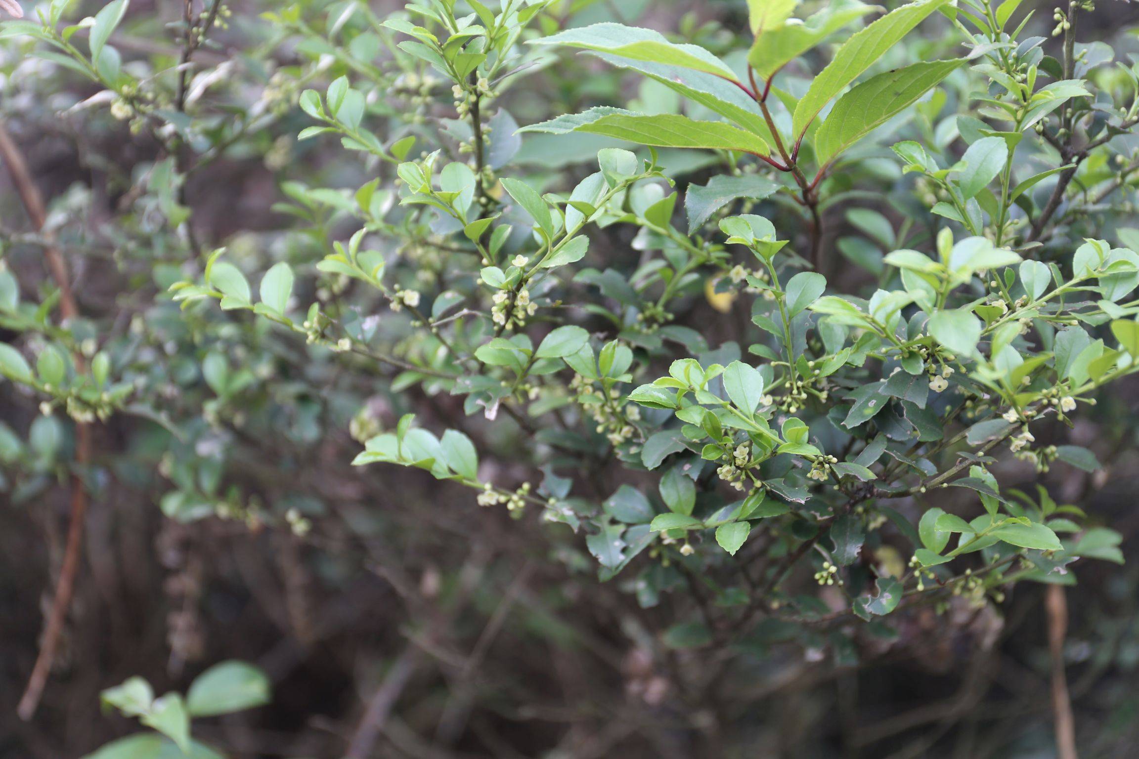 庆元植物1404-冬青科-冬青属-齿叶冬青(原变型)