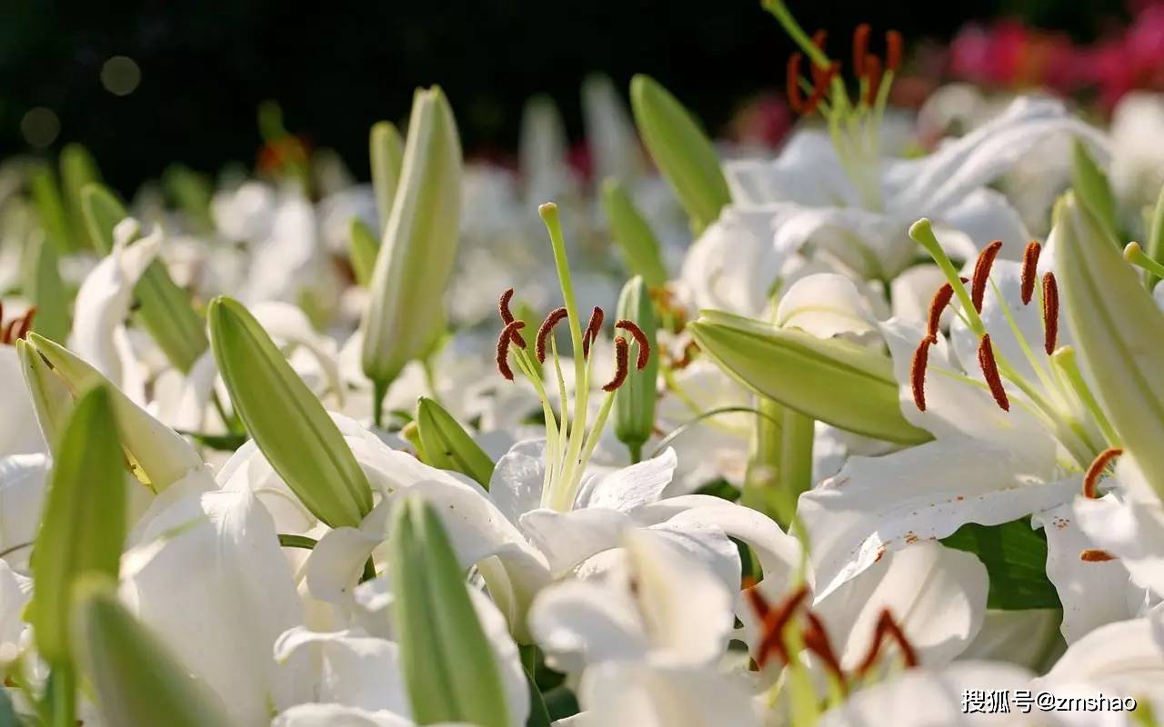 白百合花代表什么含义(白百合花语和寓意是什么意思)