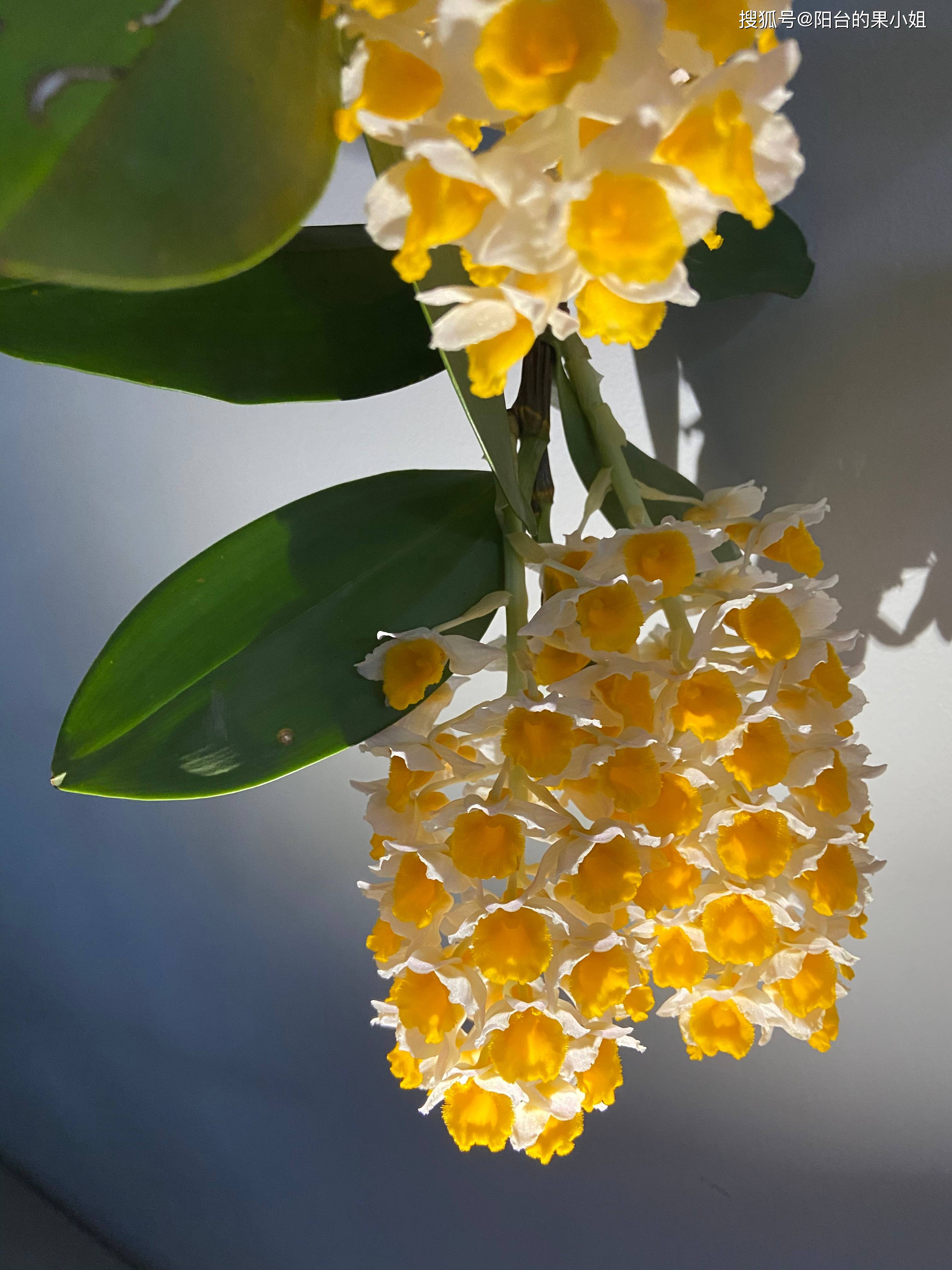 值得一种的神仙植物球花石斛