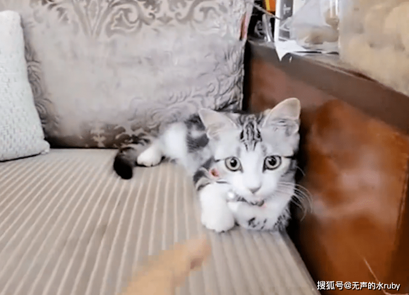 袁爷爷第一次见袁花花爷爷满眼宠溺最爱摸头杀