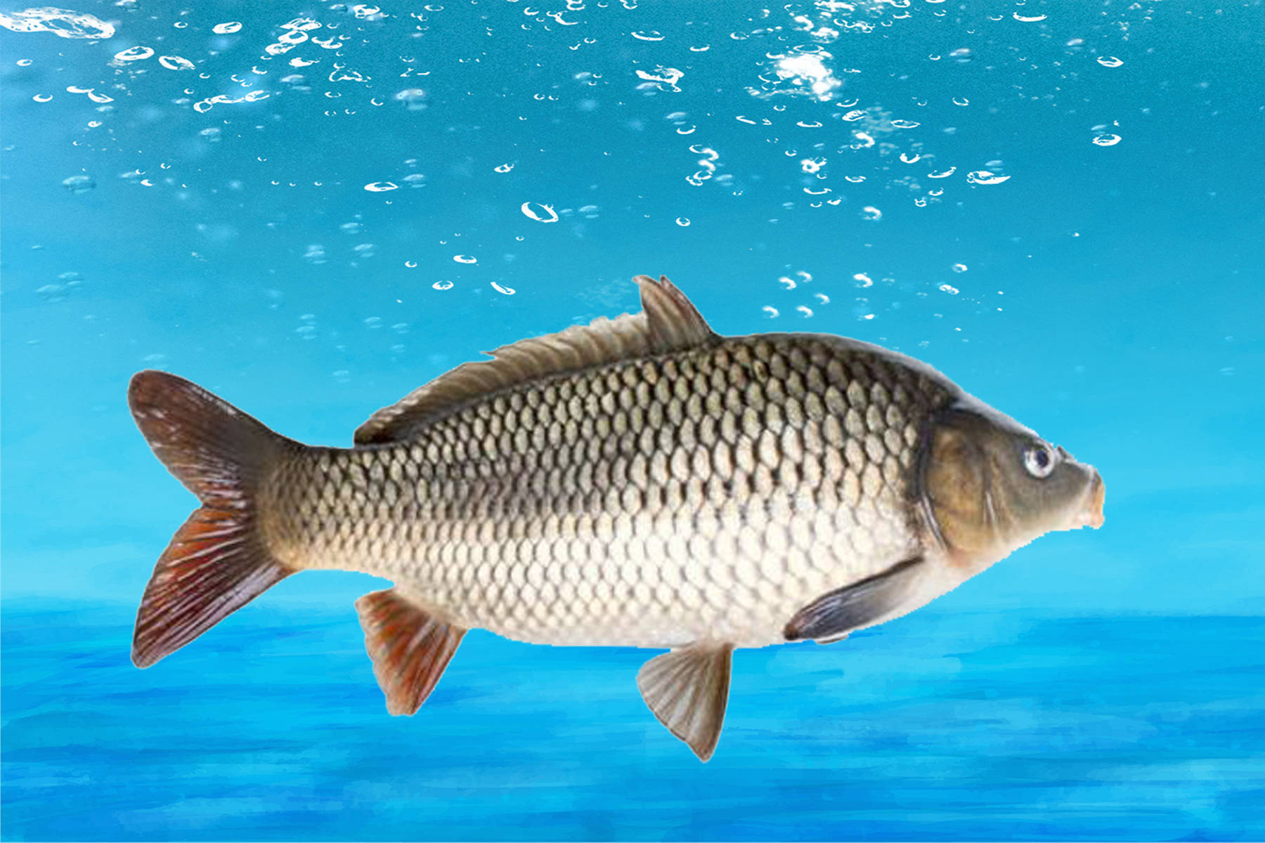 钓鲤鱼哪种方法最好用?几个钓鲤鱼非常有效的技巧