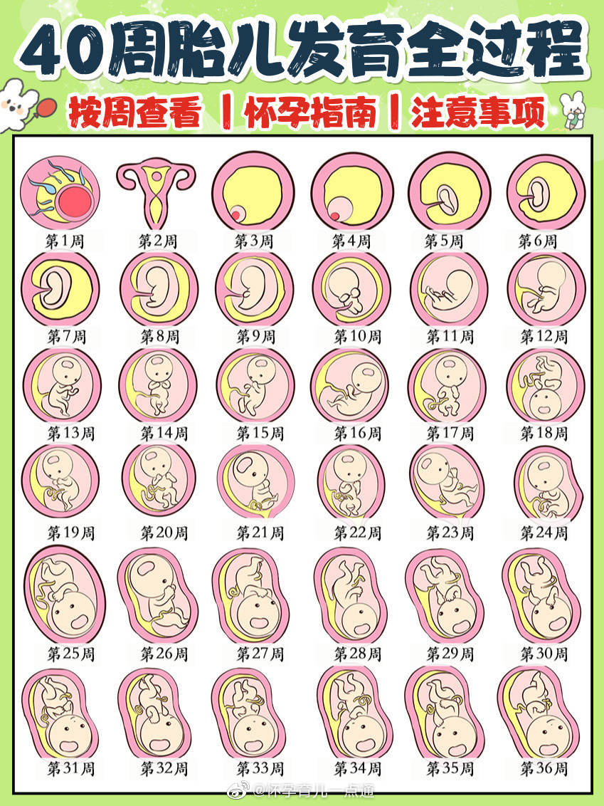 孕期40周胎儿发育过程图