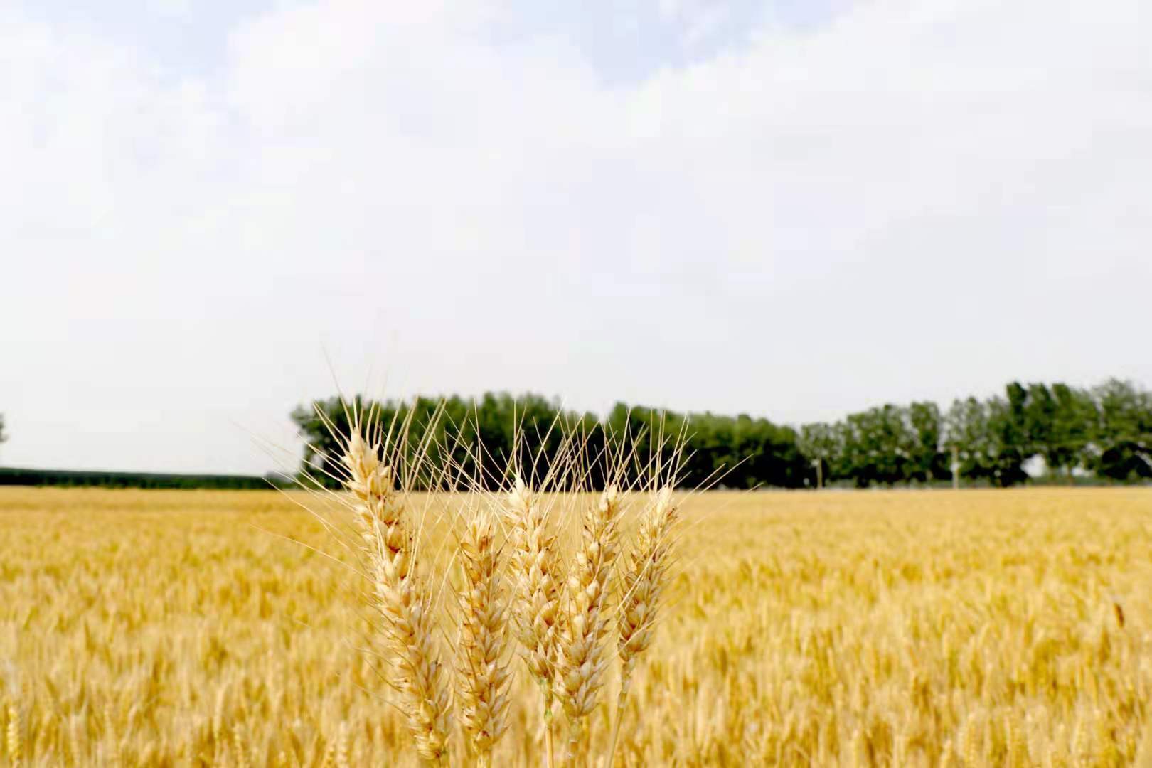 东海风吹麦浪丰景如画