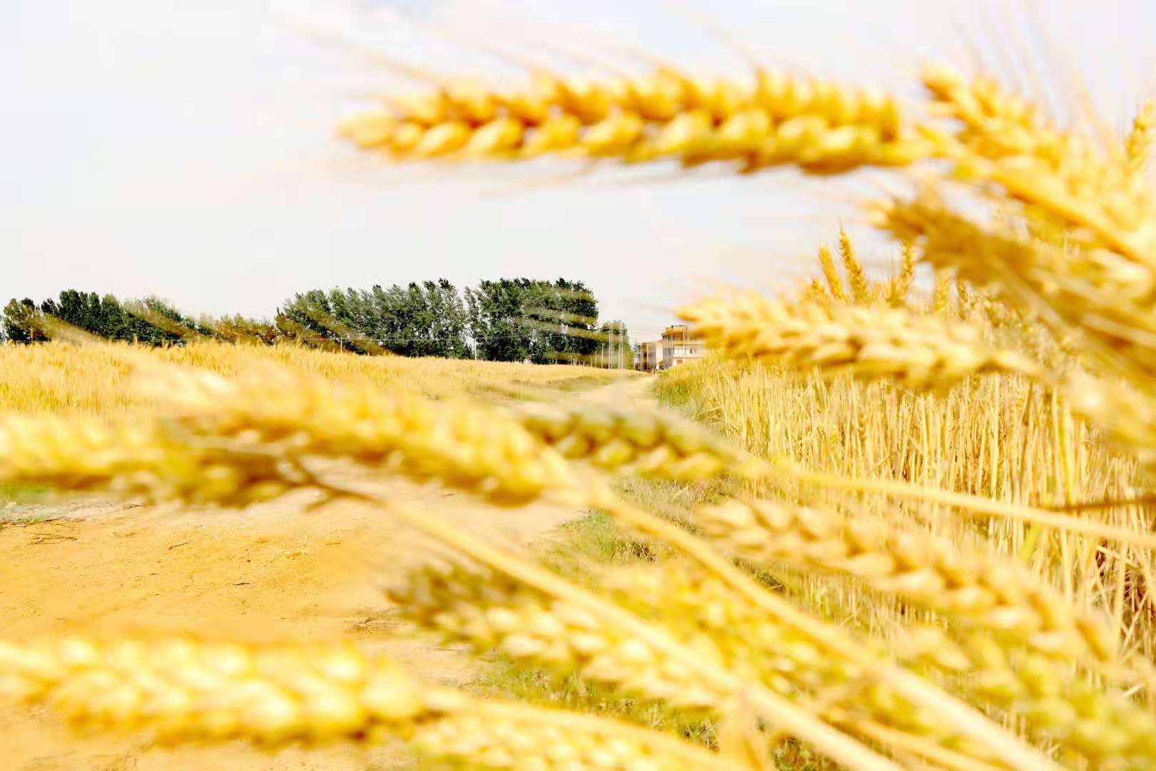 东海风吹麦浪丰景如画