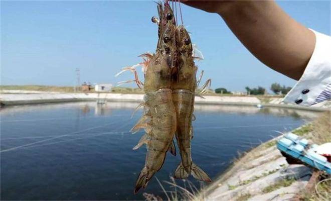 南美白對蝦紅體中詢生物弧菌又多了死蝦排塘又白忙活了