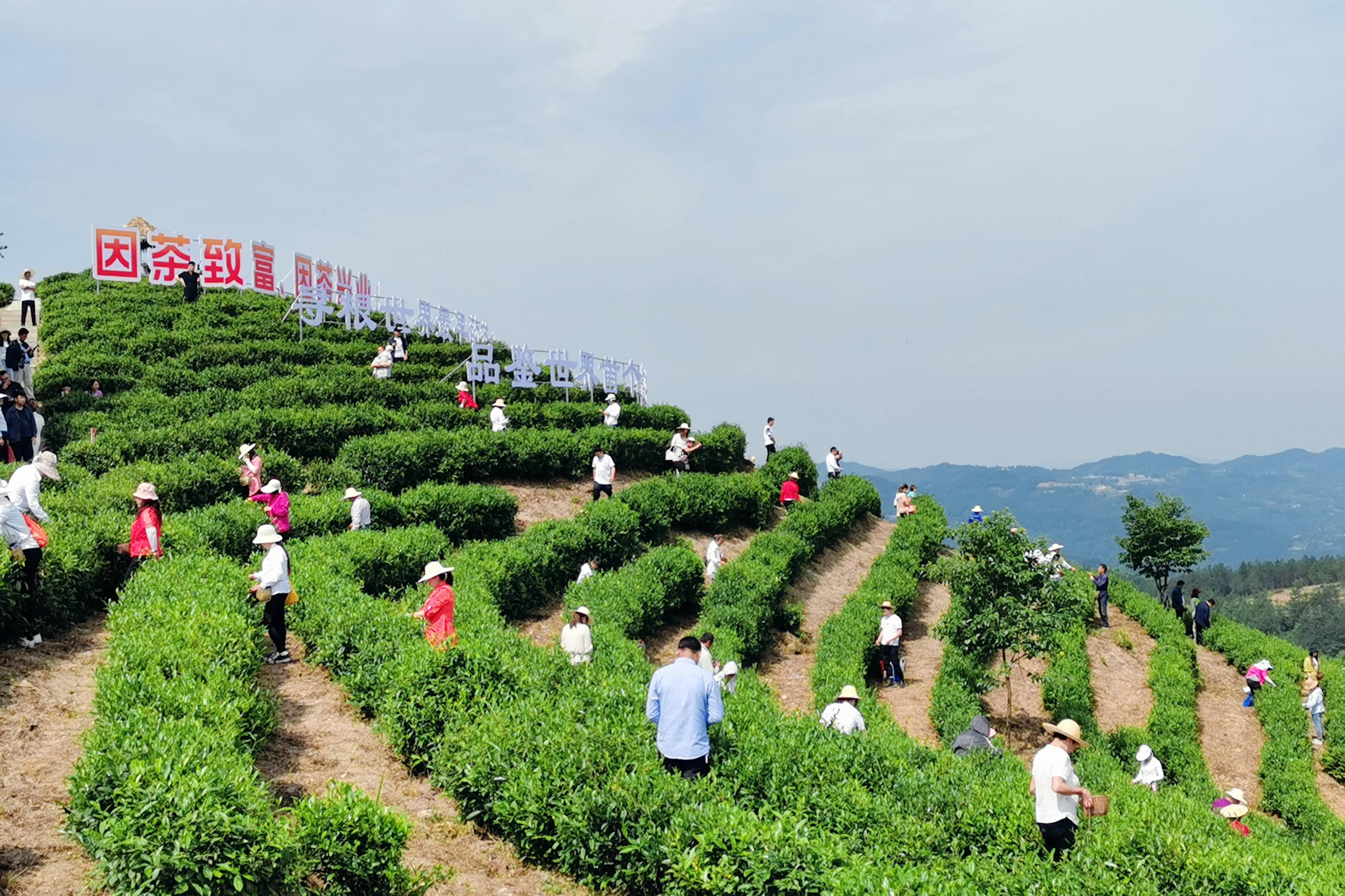 1/ 8 陕茶探访团走进平利茶园 平利茶园 邀你品平利茶 国际茶日平利