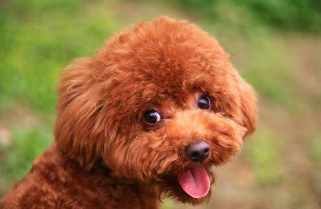 小米是什么品种狗 e16d72d3a78043b5b60f8ade034f61ff.jpeg