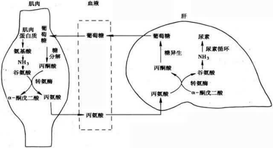 测定蛋白质浓度的方法有哪些 原理是什么