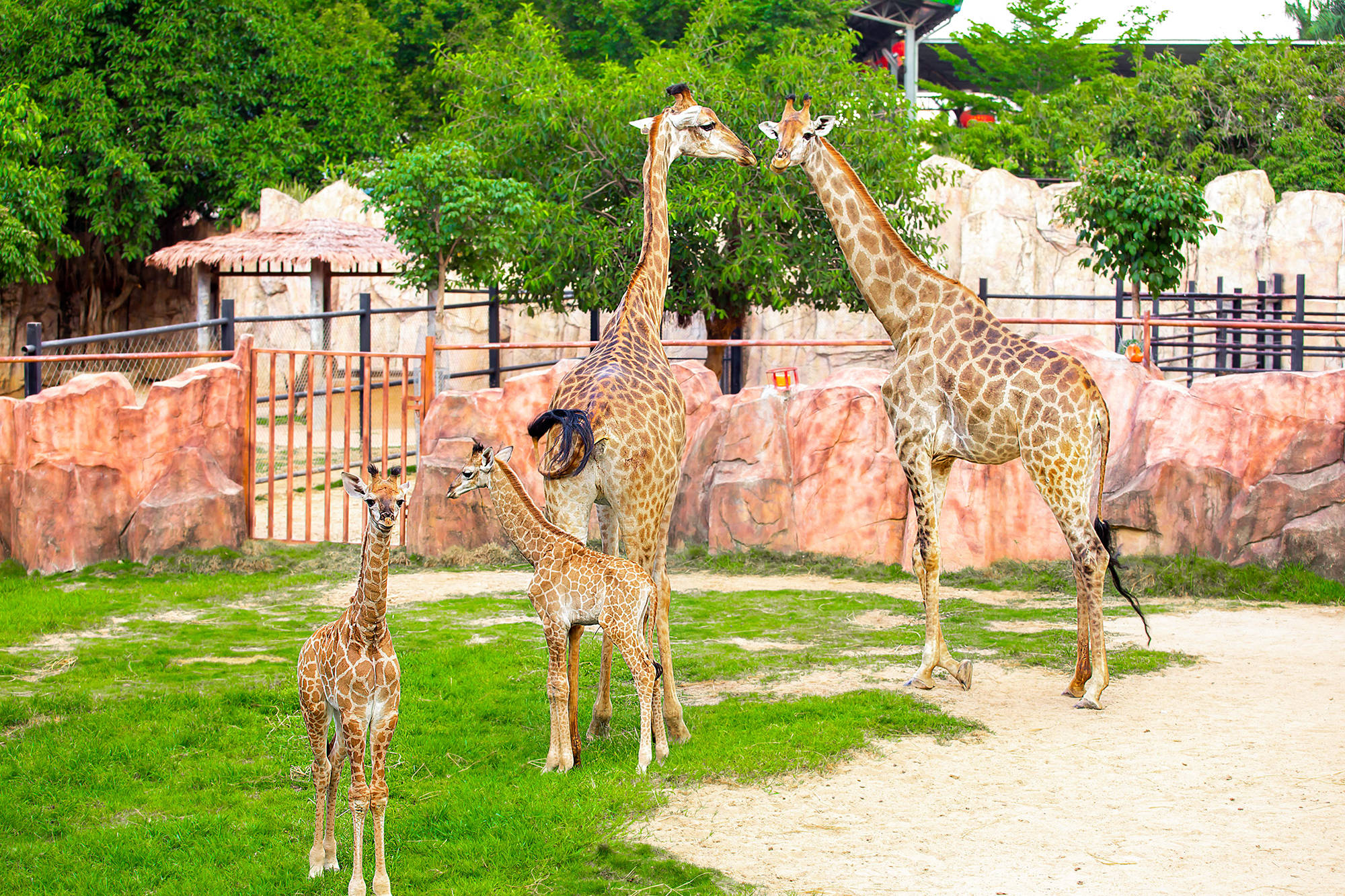 喜迎"龙凤胎",长颈鹿一家子为考生加油打气!