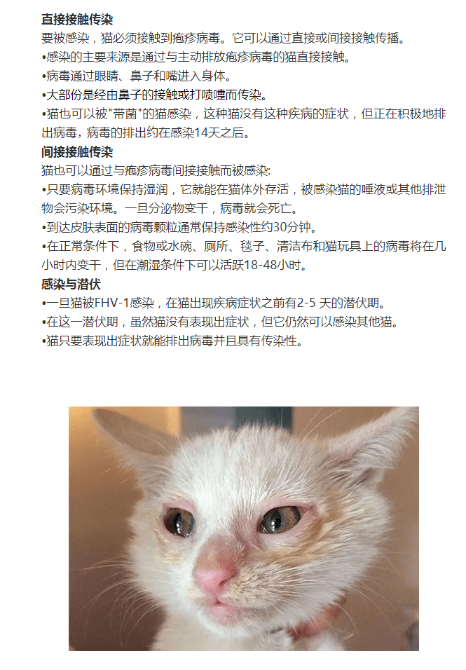 猫疱疹病毒猫鼻支的诊断