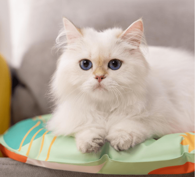 怎么拥有一只猫 86b12d8c6f184b38af3759535cc1972d.png