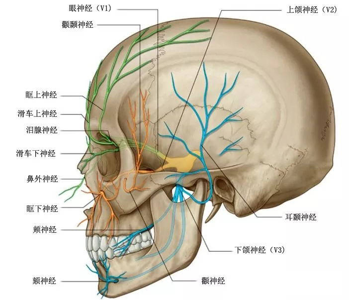 面部神经解剖图解大全图片