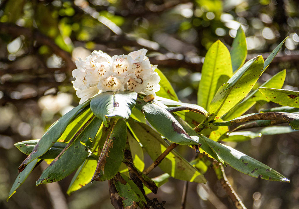 康定木格措:杜鹃花开美如画