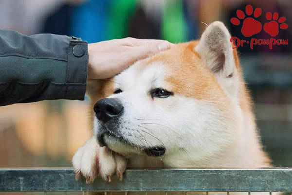 狗狗肠炎型犬细小治疗方法 病毒