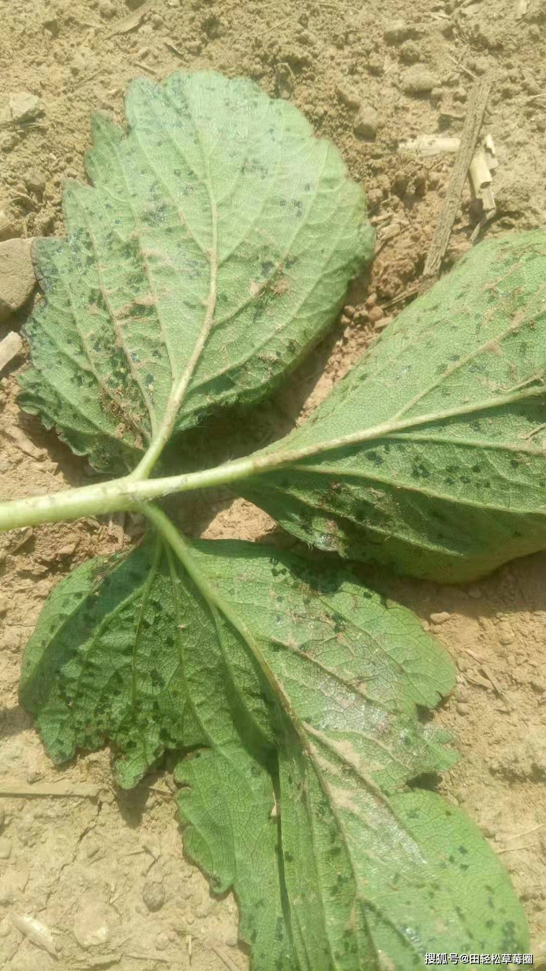 預防草莓細菌性葉角斑病草莓空心病大規模產生草莓圈經驗提示