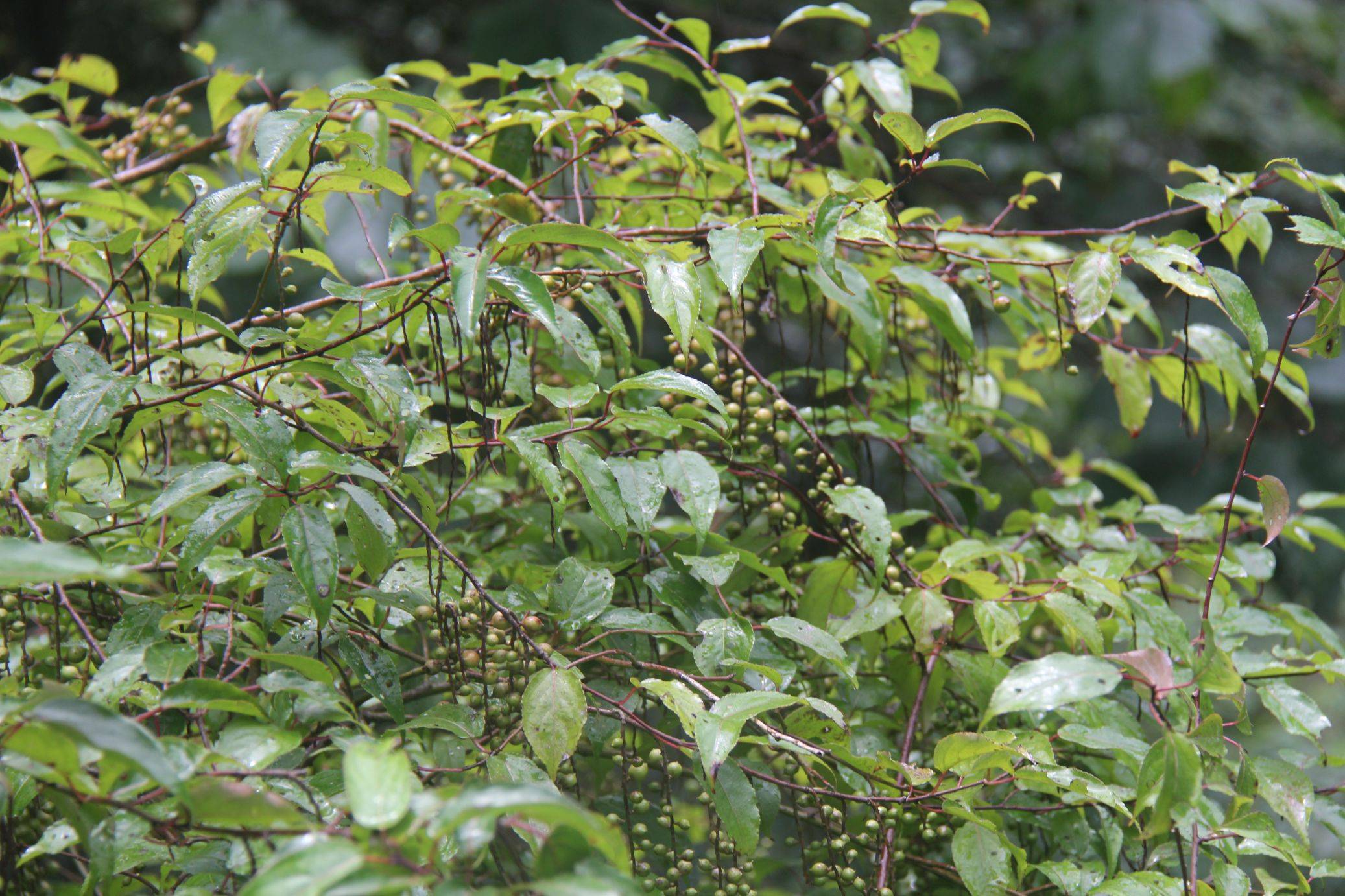 庆元植物1410旌节花科旌节花属西域旌节花喜马山旌节花