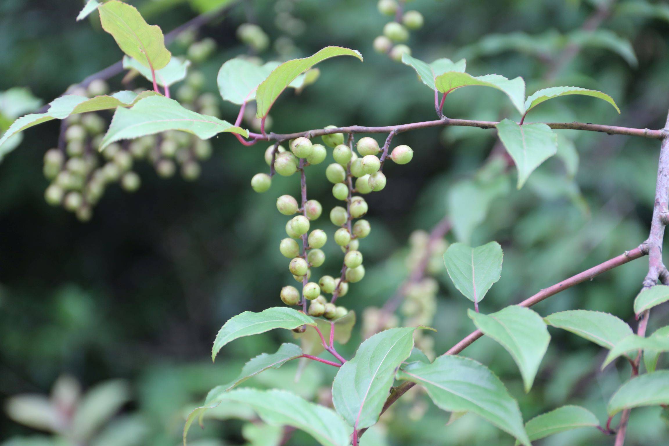 庆元植物1410-旌节花科-旌节花属-西域旌节花(喜马山旌节花)