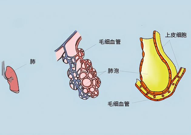 肺气肿细胞图片图片