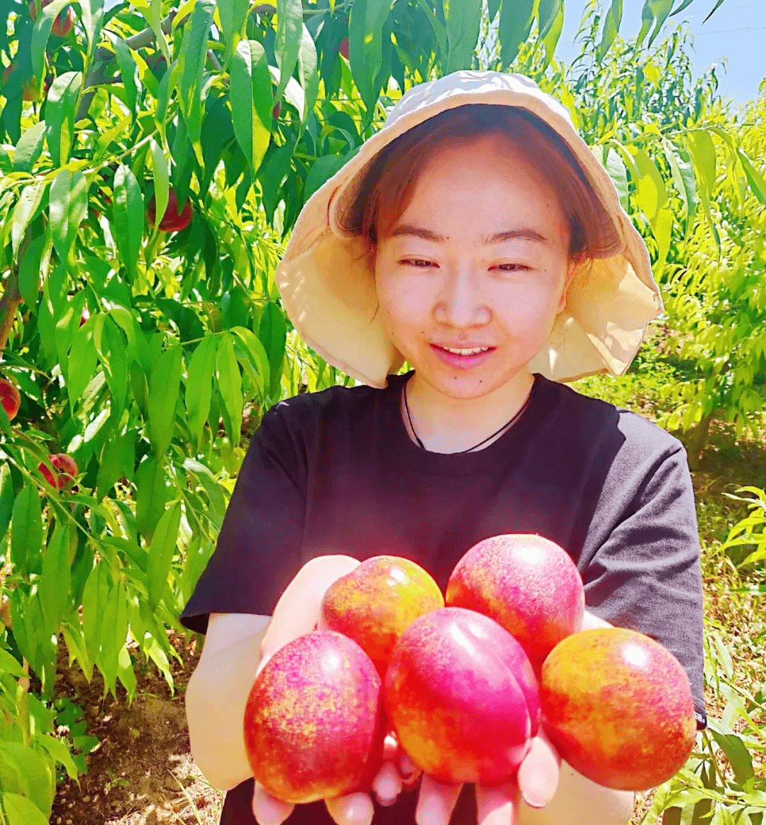 果农们喜笑颜开,处处洋溢着丰收的喜悦,他们将刚刚摘下的新鲜嫩桃分拣