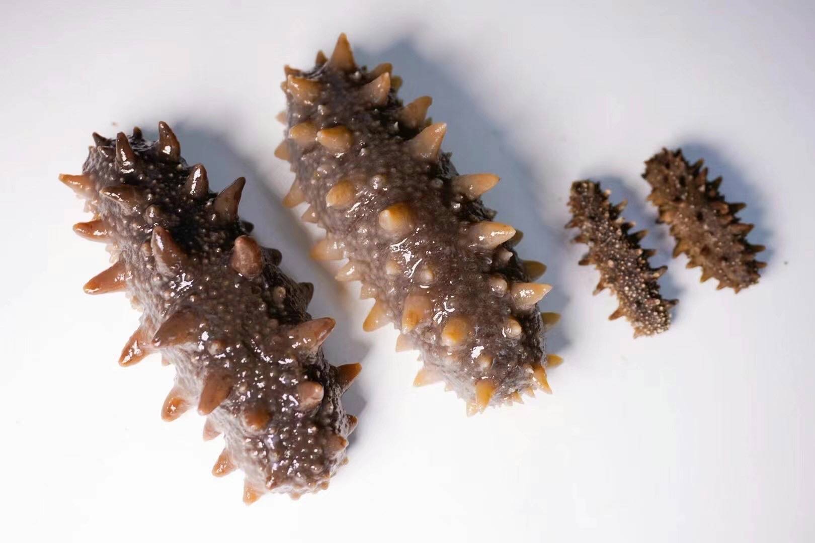 筱姿科普——大连野生底播纯淡干海参