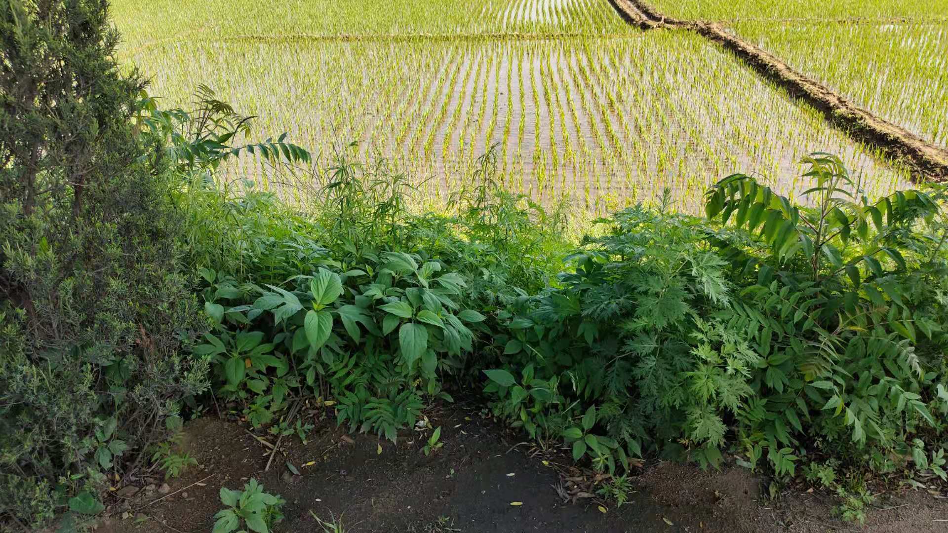 豚草是什麼植物(豚草是什麼植物有毒嗎?