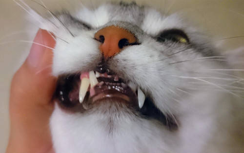 a30a8c3769a848fd9ede967ad1d6c70a.jpeg