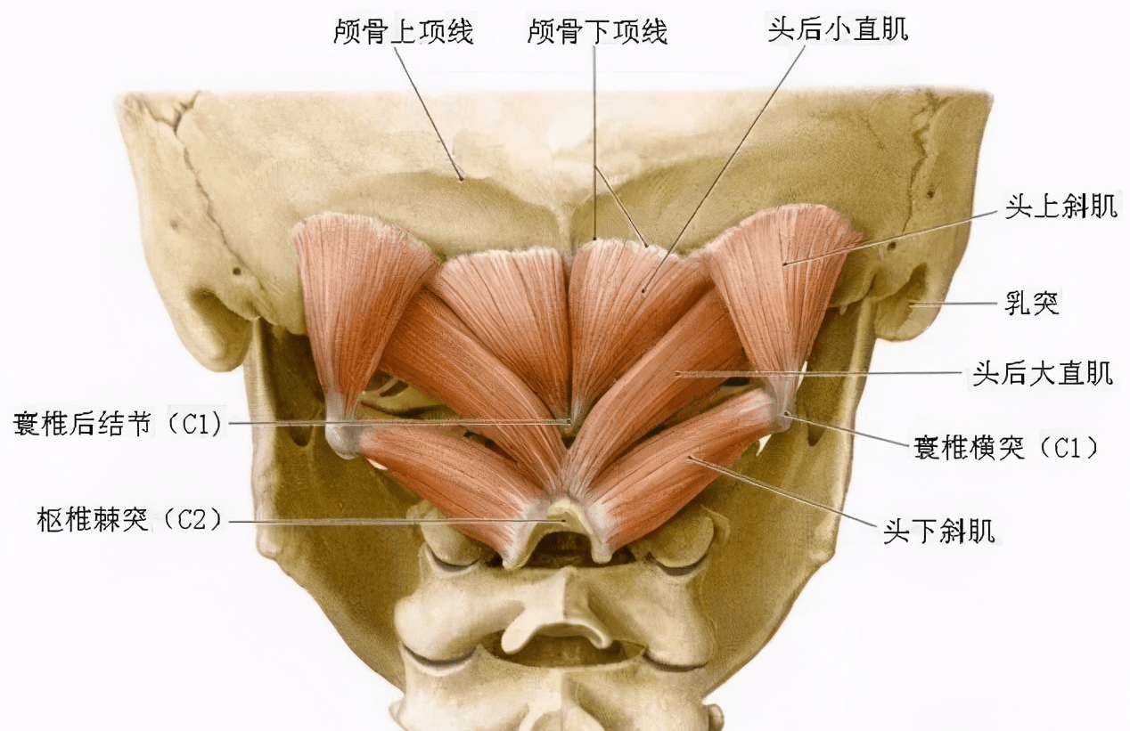 上述颈神经离开椎管后大部分路径在柔软的肌肉组织内,长时间的姿势