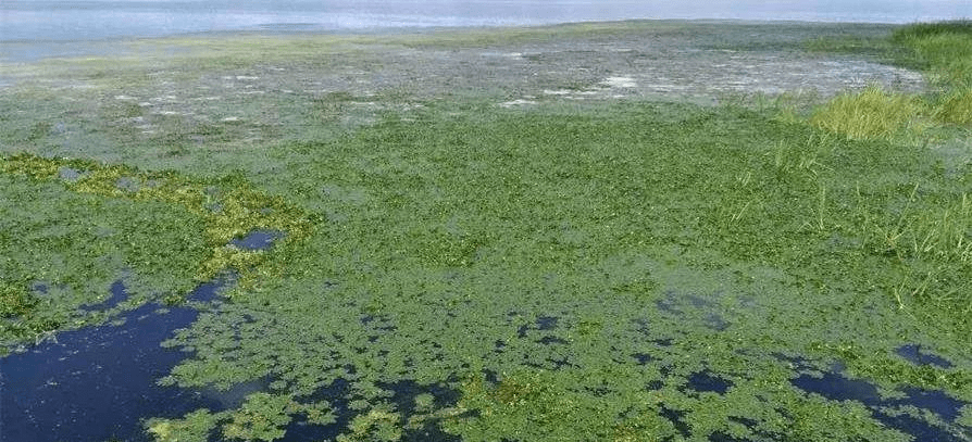 水体富营养化是发生在淡水中,由水体中氮,磷,钾含量过高导致藻类突然