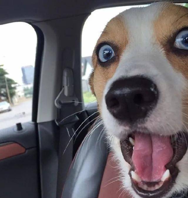 小狗勾因一双迷人眼睛火爆全网,网友:迪士尼在逃公主!