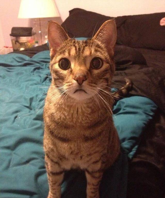 18岁高龄猫咪最初不喜欢穿衣服但穿了次毛衣之后就爱上了