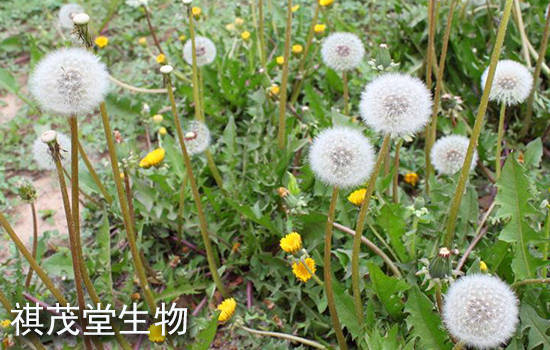 19d3e18a8608408d82f9327f75b3abfb.jpeg