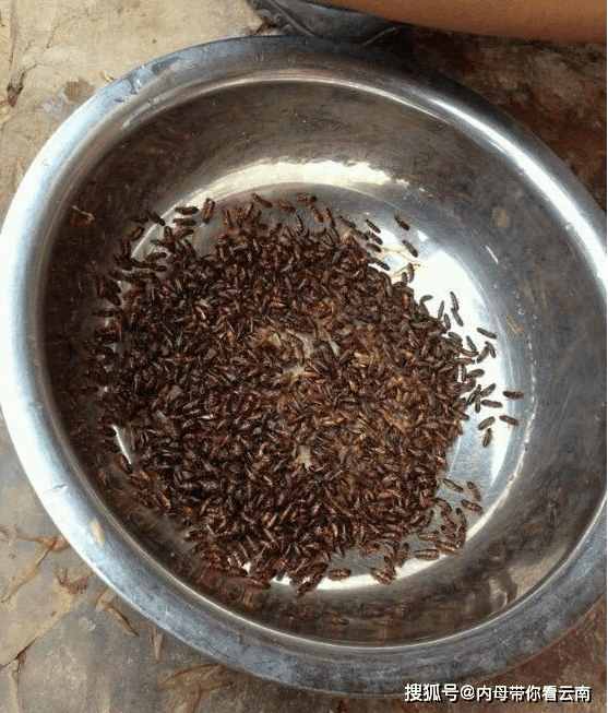 云南人居然吃飞白蚁