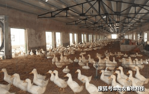 薄垫料发酵床环保旱养鸭鹅技术,如何打造一个无臭味,无污染的鸭鹅养殖