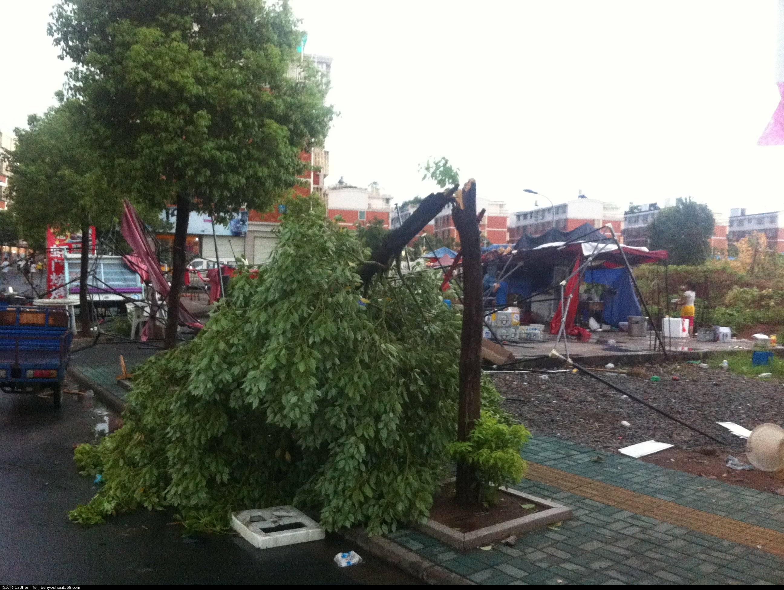 济南夏季大风大雨后的园林植物救治措施和树木灾后抢救技术