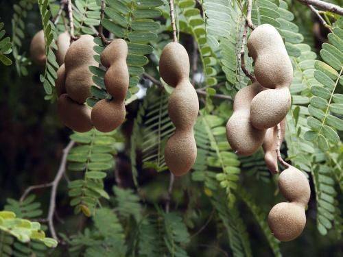 海南宝藏食品"酸豆",始于味道留于价值