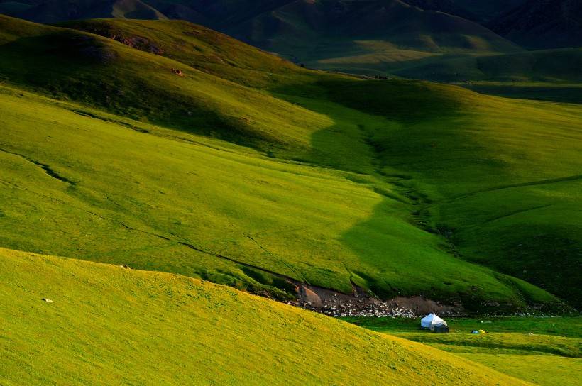 老子|性子急的人千万别养柯基，别问我为什么……