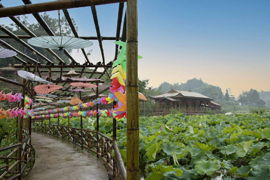 雅安天全:"龙尾"荷花引客来_天全县