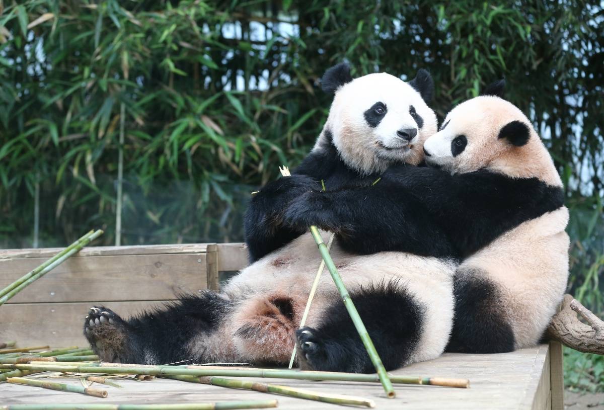 萌萌哒!韩国大熊猫"福宝"迎来欢乐生日周