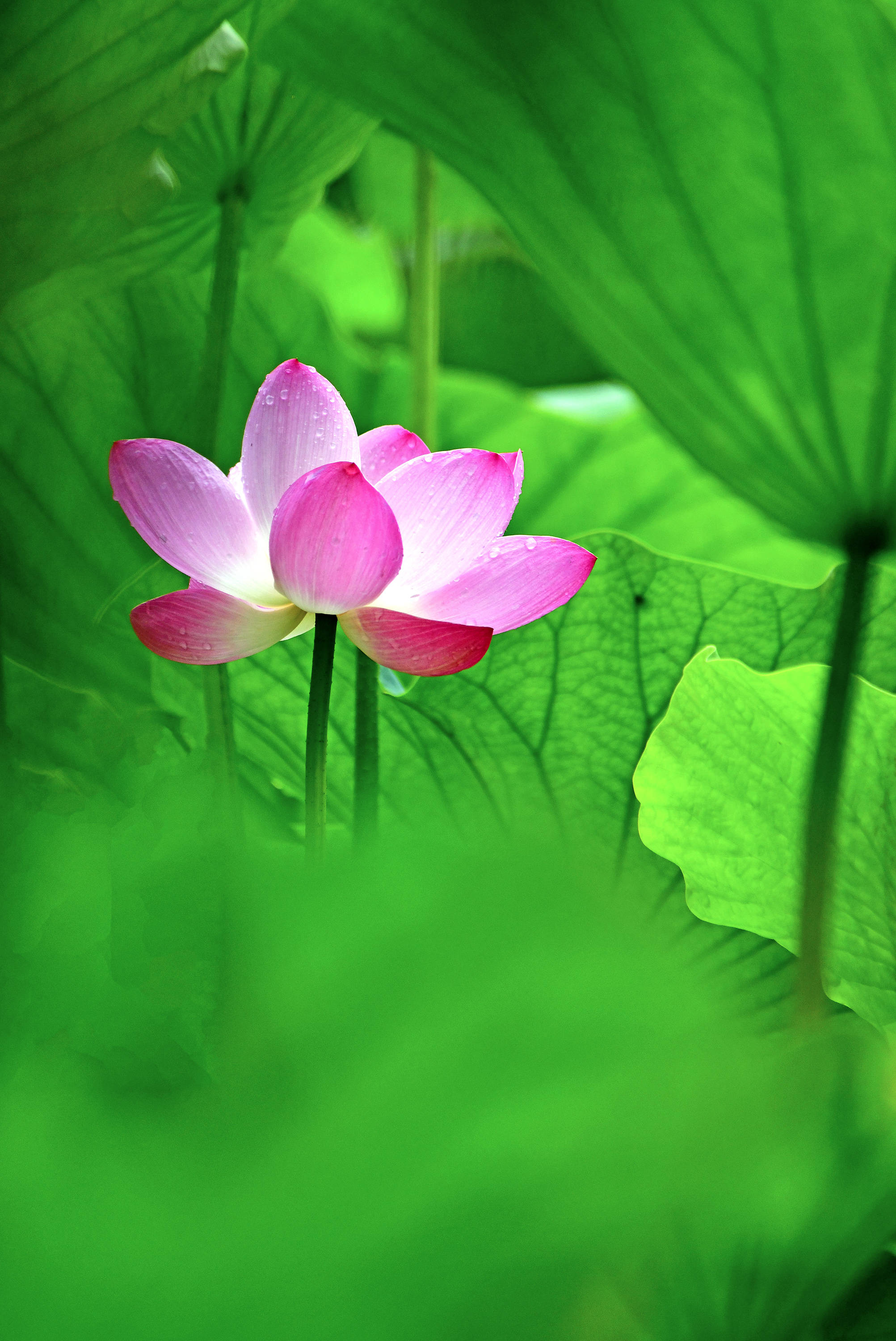 一年一度荷花红,小暑观荷进行时