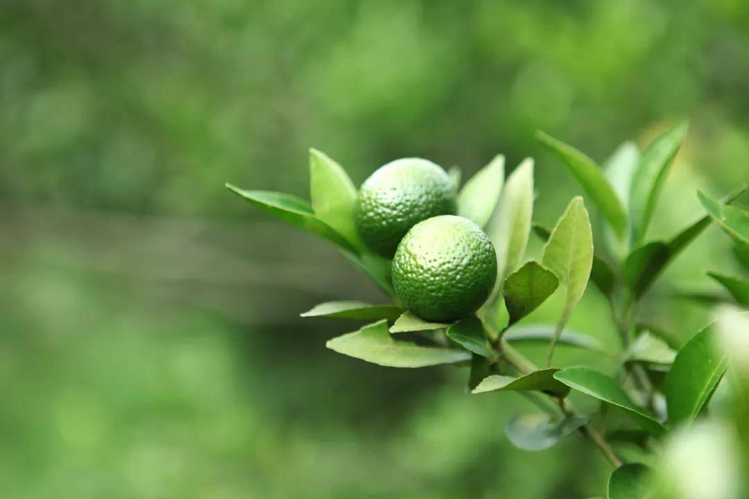 解密小青柑①源头种植里的天时与地利