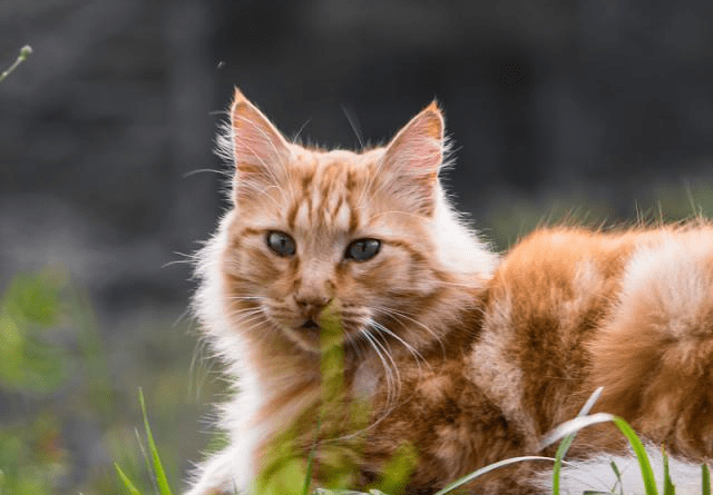 在农村 老人常说 男猫三点水 女猫一丘田 是什么意思 眼泪