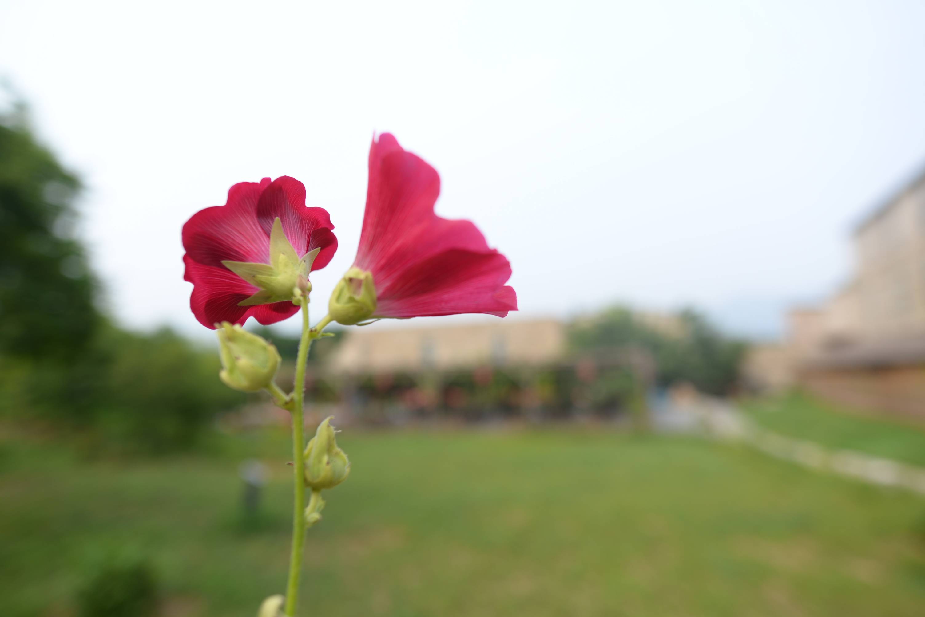 四海|一朵小花香四海，修德立业谷在先！