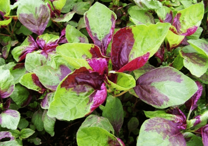 苋菜别名青香苋,红菜,为苋科以嫩茎叶供食用的一年生草本植物,含有