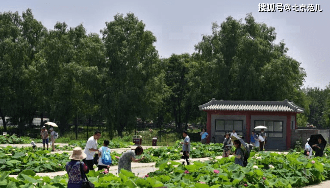 圆明园荷花节